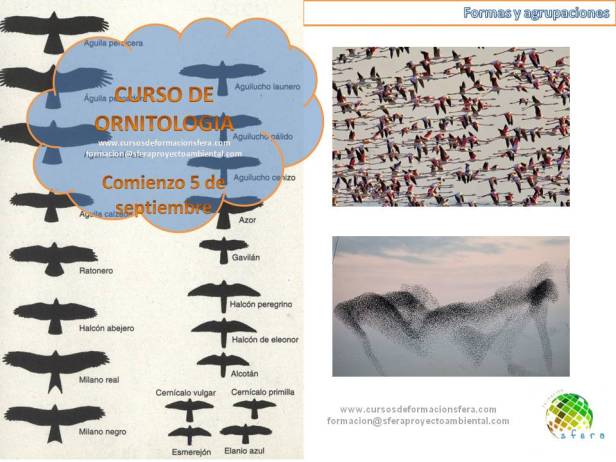 curso_ornitologia_sfera